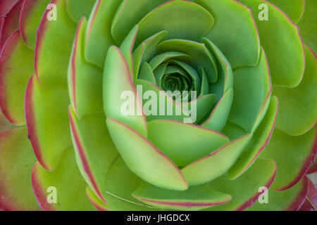 Eine Nahaufnahme eines Aeonium grüne Rosette Stockfoto