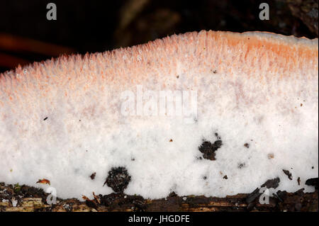 White-Fäule, Niederlande / (Merulius Tremellosus, Phlebia Tremellosa) / Gelee Rot | Gallertfleischiger Faeltling, Niederlande Stockfoto