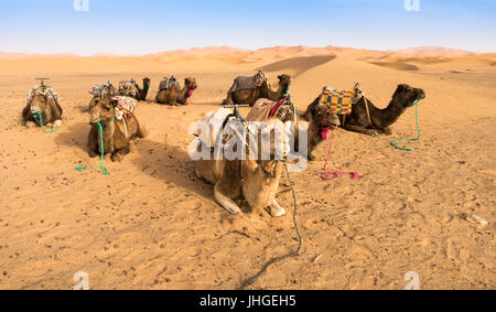 Einige Kamele ruhen während des Wartens auf Touristen im Sand der Sahara in Marokko. Stockfoto