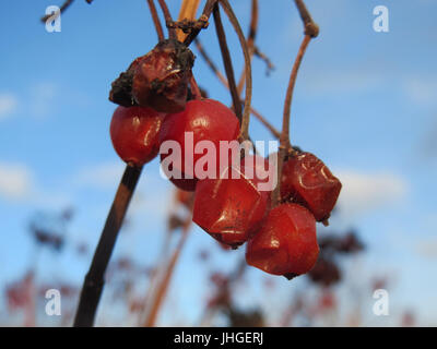 20151116Viburnum opulus2 Stockfoto
