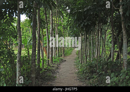 Ein langer Wanderweg Stockfoto