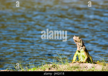 Leguan ruht in Rasen, Yumká Park Mexiko, Tabasco, Villahermosa Stockfoto