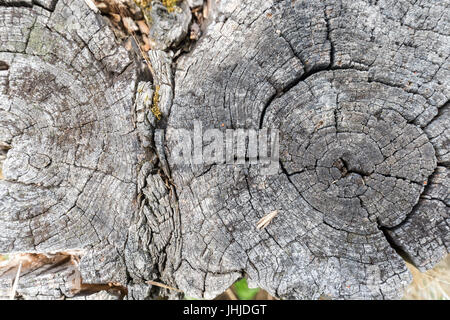 Nahaufnahme eines Schnitts alt "und" graue Baumstümpfe, direkt von oben betrachtet. Stockfoto