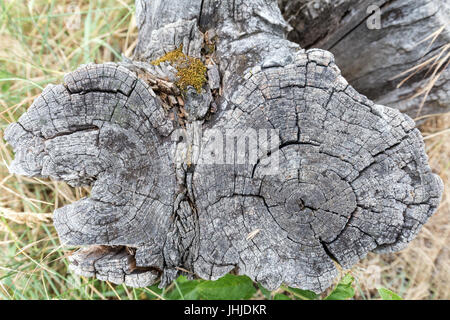 Schneiden Sie Stumpf eines alten grauen Baumes direkt oben aus gesehen. Stockfoto