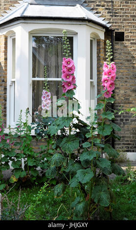 Rosa Stockrosen blühen vor ein viktorianisches Haus-Fenster in den Vorgarten eines Hauses in Walthamstow East London E17 England UK KATHY DEWITT Stockfoto