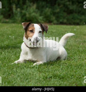 Jack Russell Terrier Hund Stockfoto