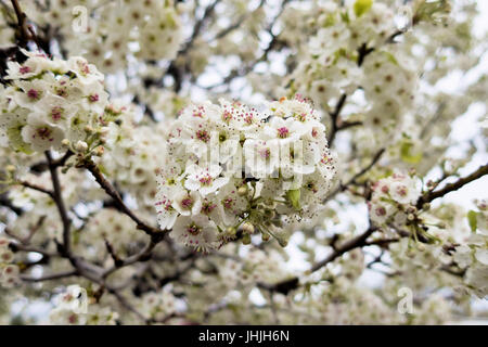 Einen Baum voller Blüten Hartriegel gegen einen hellblauen Himmel. Stockfoto