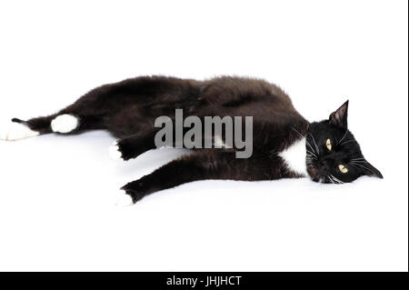 Tier, Tiere, Katze, Katzen, Catus, Inland, domestiziert, Gesinde, Domesticus, Felis, Freundschaft, Front, Spaß, lustig, Fell, pelzigen, erwachsen, Erwachsene, Stockfoto