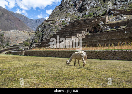 Inkaruinen von Ollantaytambo und Terrassen - Ollantaytambo, Heiliges Tal, Peru Stockfoto