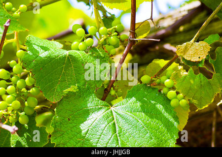 Neue Trauben erscheinen auf Reben im Frühjahr Stockfoto