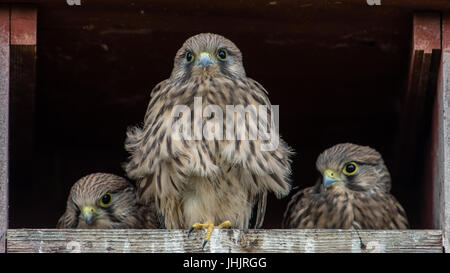 Die drei verbleibenden Nestlinge in der Turmfalke (Falco Tinnunculus) Nistkasten. Stockfoto