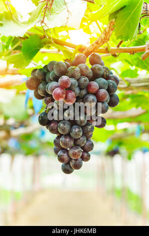 Rote Trauben auf einem Weingut geerntet werden. (Wein) Stockfoto