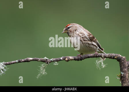 Ein nahes Portrait von einem geringeren redpoll thront auf einem Zweig und Suchen nach links Stockfoto