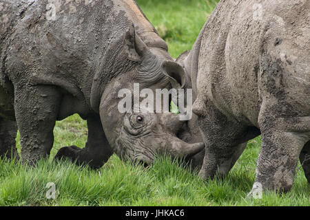 Eine Nahaufnahme Foto zeigt die Köpfe von zwei Rhinoceros kämpfen Stockfoto