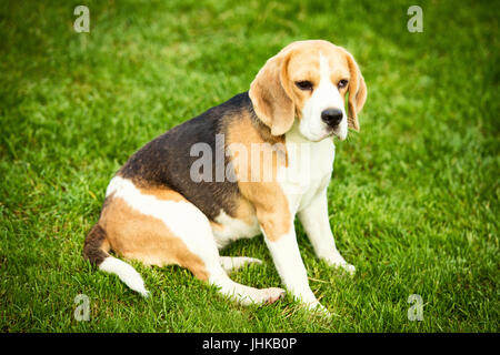 Ein Beagle-Hund liegend auf dem grünen Rasen. Stockfoto