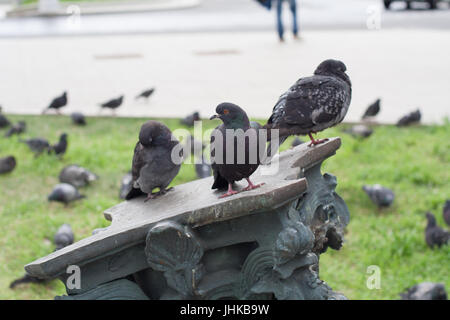 Tauben auf der Eisen-Spalte. Tier, Natur. Stockfoto