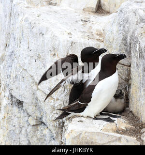 Tordalk (Alca Torda), ein Erwachsener Pair mit Küken auf nisten Felsvorsprung, Farne Islands, Northumbria, England, UK. Stockfoto