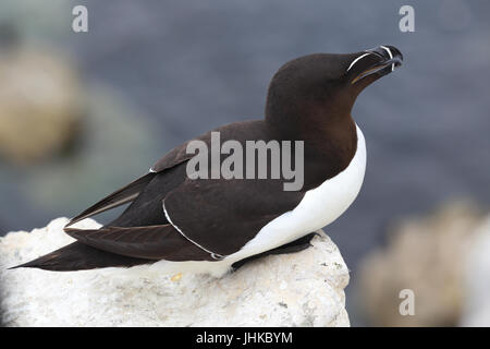 Tordalk (Alca Torda), ein Erwachsener auf sitzt auf einer Klippe, Farne Islands, Northumbria, England, UK. Stockfoto