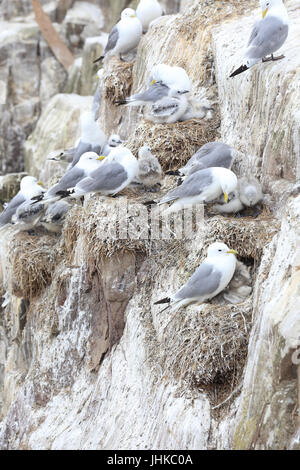 (Rissa Tridactyla), Dreizehenmöwen auf nisten Klippen mit Young, Farne Islands, Northumbria, England, Vereinigtes Königreich. Stockfoto