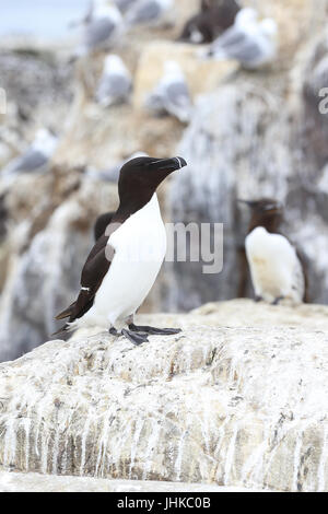Tordalk (Alca Torda), ein Erwachsener auf nisten Klippen, Farne Islands, Northumbria, England, UK. Stockfoto