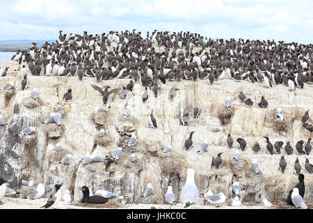 Nisten Klippe für Trottellummen, Tordalken, Dreizehenmöwen und Shags, Farne Islands, Northumbria, England, UK. Stockfoto