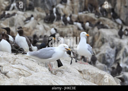 Silbermöwe (Larus Argentatus) Abführung einer Guillemot Küken, Farne Islands, Northumbria, England, UK. Stockfoto