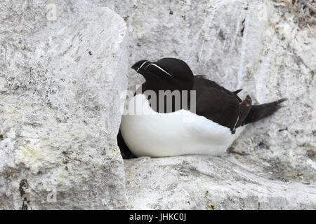 Tordalk (Alca Torda), ein Erwachsener auf sitzt auf einem Nest, Farne Islands, Northumbria, England, UK. Stockfoto