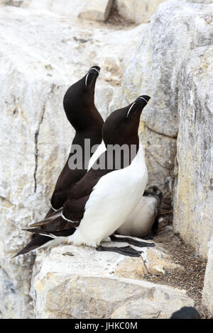 Tordalk (Alca Torda), ein Erwachsener Pair mit Küken auf nisten Felsvorsprung, Farne Islands, Northumbria, England, UK. Stockfoto