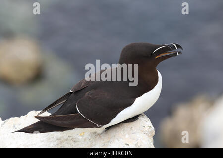Tordalk (Alca Torda), ein Erwachsener auf sitzt auf einer Klippe, Farne Islands, Northumbria, England, UK. Stockfoto