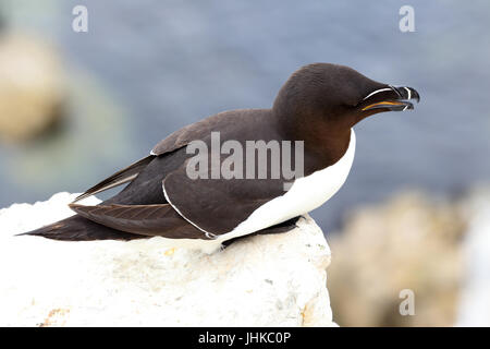 Tordalk (Alca Torda), ein Erwachsener auf sitzt auf einer Klippe, Farne Islands, Northumbria, England, UK. Stockfoto