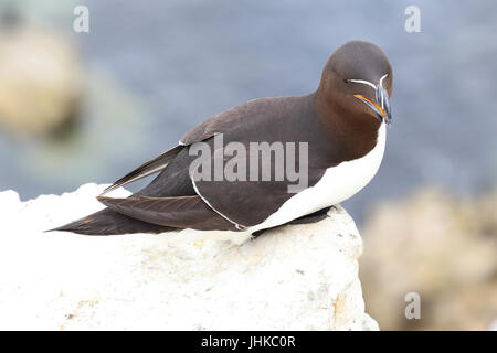 Tordalk (Alca Torda), ein Erwachsener auf sitzen 0n eine Klippe, Farne Islands, Northumbria, England, UK. Stockfoto