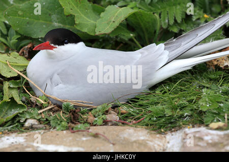 Küstenseeschwalbe (Sterna Paradisaea), Erwachsene sitzen auf einem Nest, Farne Islands, Northumbria, England, UK. Stockfoto