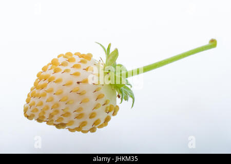 Weiße Walderdbeeren isoliert auf weiss. Studio-Shooting. Stockfoto