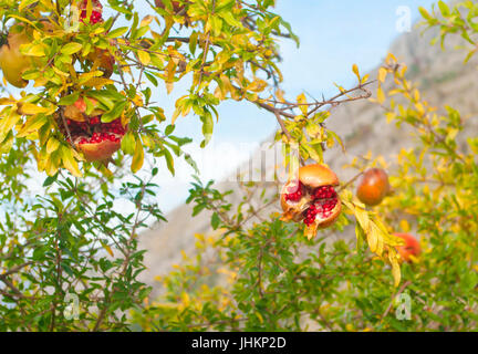 Reife Granatapfel-Frucht am Baum, Montenegro Stockfoto