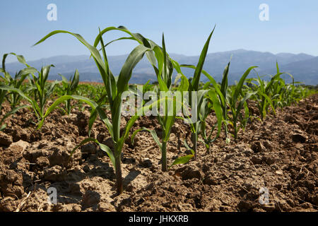 Junger Mais Sämling wächst im Frühling Stockfoto