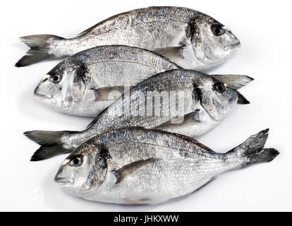 Vier Dorado Fischen isoliert auf weißem Hintergrund Stockfoto