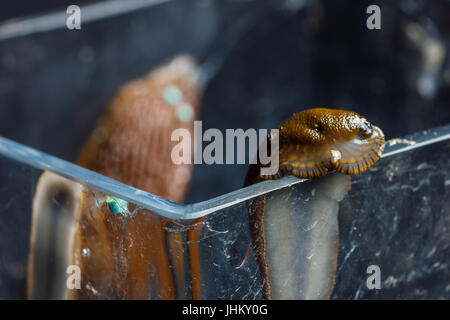 rote Schnecke kriecht auf schmutzigen Glas Stockfoto