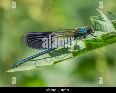 Gebänderten Prachtlibelle (Calopteryx Splendens) auf Blatt sitzen Stockfoto