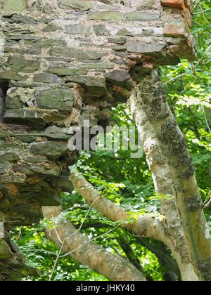 Peel Tower East Hill Braunton, 1857 für Thomas Mortimer von Franklyn Hütte gebaut. Kletterpflanzen bewachsenen Schutt 3-stufige Turm mit ersten Stock nach hinten. Stockfoto