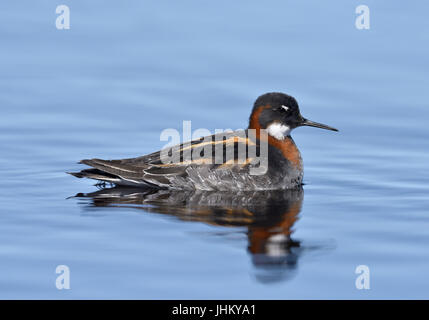 Red-necked Phalarope - Phalaropus lobatus Stockfoto