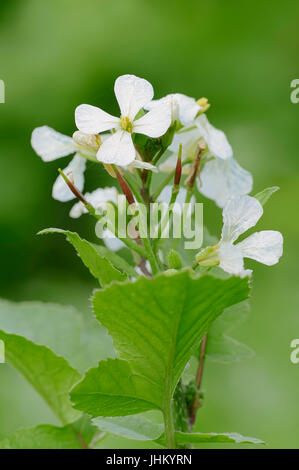 Garten-Rettich, North Rhine-Westphalia, Deutschland / (Raphanus Sativus) / kultiviert Rettich | Garten-Rettich / (Raphanus Sativus) Stockfoto