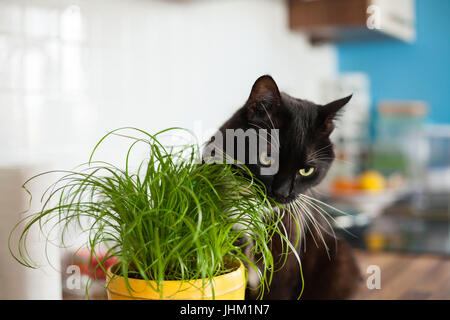 Schwarze Katze Katzengras Essen Stockfoto