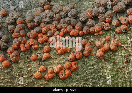 Buche Woodwart, North Rhine-Westphalia, Deutschland / (Hypoxylon Fragiforme) | Roetliche Kohlenbeere, Nordrhein-Westfalen, Deutschland Stockfoto