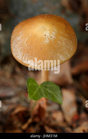 Bewurzelung Schaft, North Rhine-Westphalia, Deutschland / (Xerula Radicata) / tiefe Wurzel Pilz Stockfoto