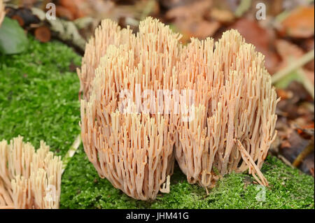 Gerade verzweigten Korallen, North Rhine-Westphalia, Deutschland / (Ramaria Stricta) / aufrecht Coral Stockfoto