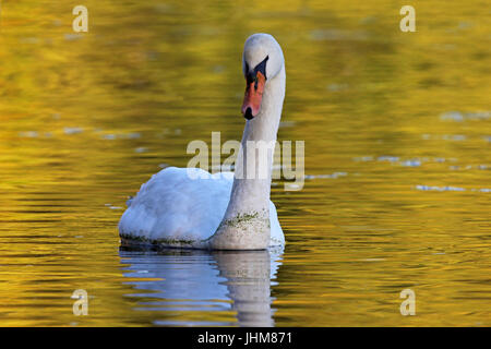 Ein Höckerschwan schwimmen auf dem goldenen Wasser an einem Herbst-Abend in der Dämmerung. Stockfoto