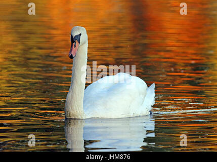 Ein Höckerschwan schwimmen auf dem goldenen Wasser an einem Herbst-Abend in der Dämmerung. Stockfoto