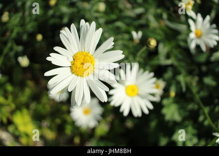 Nahaufnahme von Gänseblümchen Stockfoto