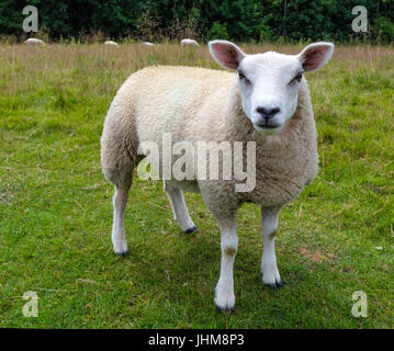 Yorkshire Schafe Stockfoto