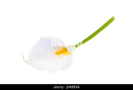 Bunte naturalistischen Blume Calla. Vektor-Illustration. Stock Vektor